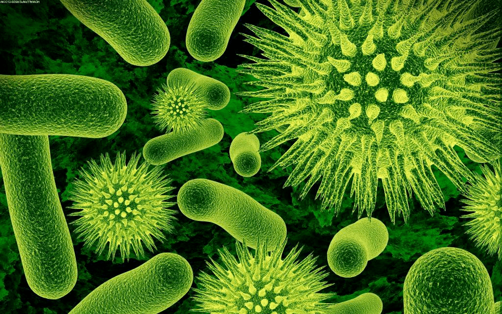 come i batteri entrano nel corpo